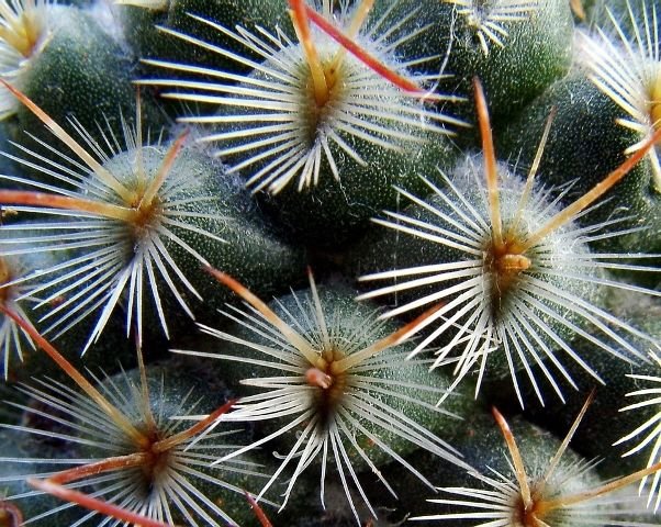 Mammillaria _bombycina _a6